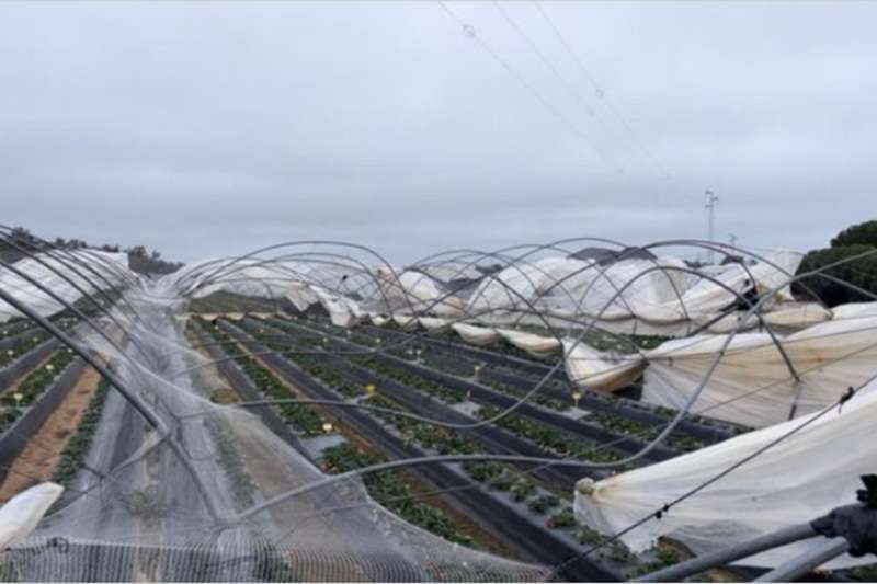 Las borrascas podrían superar las 40.000 hectáreas agrícolas dañadas y los 35 millones en indemnización