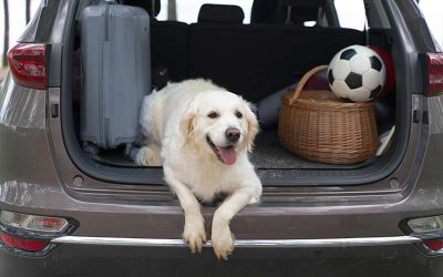 El 70% de los conductores cree que las áreas de servicio no están adaptadas para viajar con mascotas
